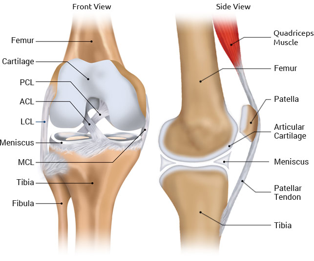 anterior cruciate ligament español