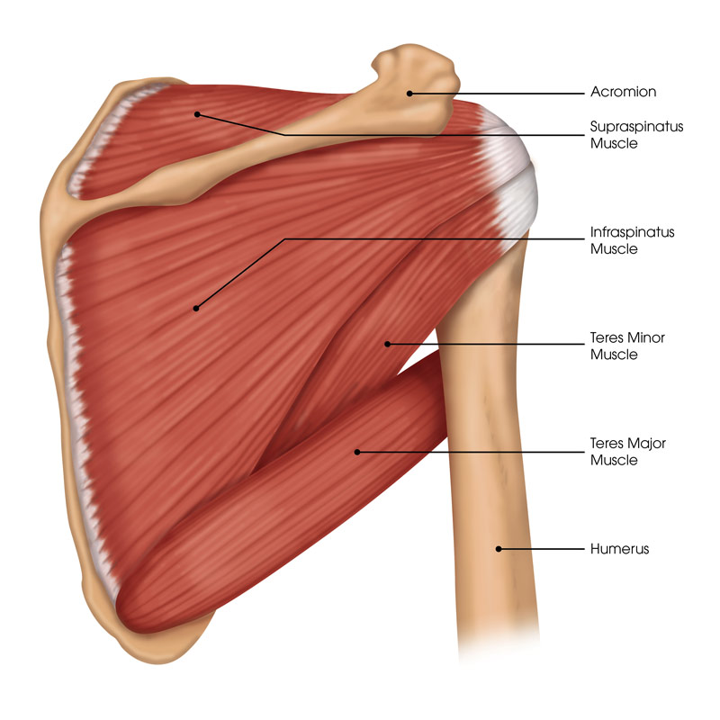 Rotator Cuff Tears Become More Common As We Age Steven Chudik Md