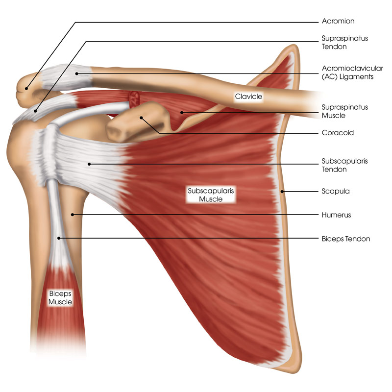 rotator cuff muscles