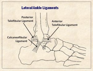 lateral ankle ligaments art cropped