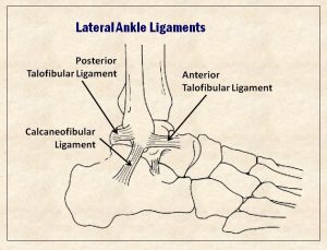 lateral ankle ligaments art cropped