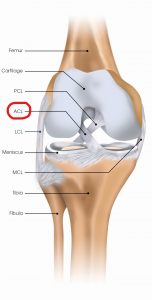 Shoulder Pain Chicago, Knee Pain La Grange